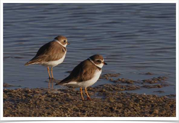 Semipalmated Plovers